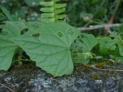 Zehneria