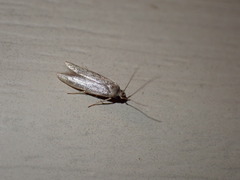 Blastobasidae