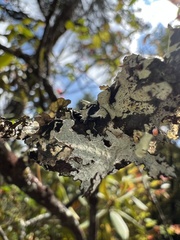 Platismatia tuckermanii