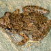 Greenhouse Frog - Photo (c) Lawrence Haselmaier, some rights reserved (CC BY-NC), uploaded by Lawrence Haselmaier