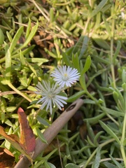 Delosperma