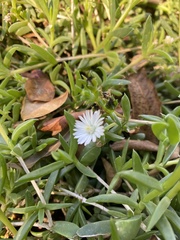 Delosperma