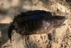 Macrochelys temminckii