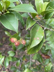 Magnolia figo