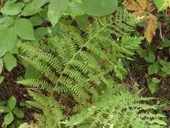 Athyrium angustum