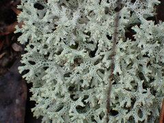 Pulchrocladia retipora