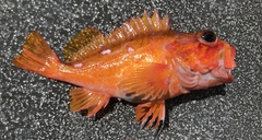 Sebastes rosaceus