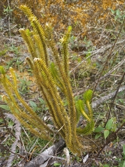 Lycopodiaceae