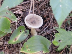 Cantharellula umbonata