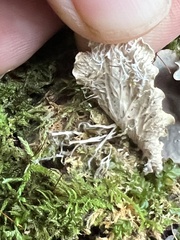 Peltigera polydactylon