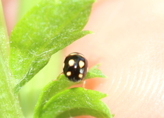 Brachiacantha decempustulata