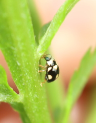 Brachiacantha decempustulata