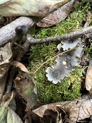 Peltigera polydactylon