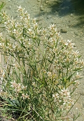 Baccharis salicina