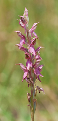 Anacamptis sancta