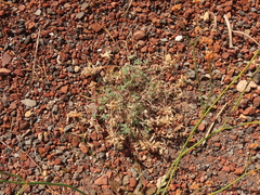Lupinus lepidus lobbii