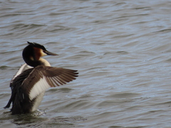 Podiceps cristatus australis