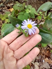 Symphyotrichum anomalum