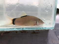 Yasuhikotakia morleti