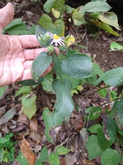 Symphyotrichum anomalum