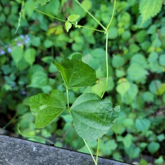 Glycine max soja