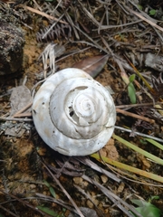 Caracolus excellens