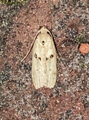 Scythropiodes issikii