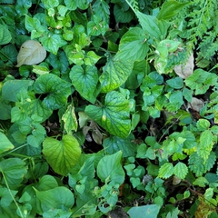 Viola acuminata