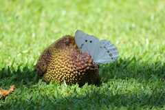 Morpho polyphemus polyphemus