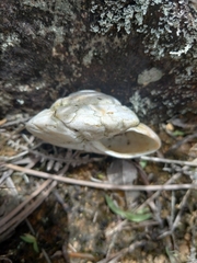 Caracolus excellens