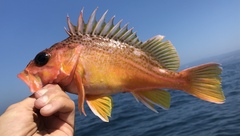 Sebastes chlorostictus