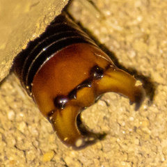 Labidura riparia