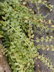 Asplenium flabellifolium