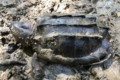 Macrochelys temminckii