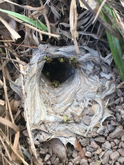 Vespula