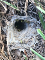Vespula