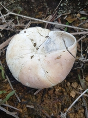 Caracolus excellens