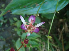 Tricyrtis lasiocarpa