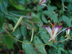 Tricyrtis lasiocarpa