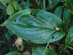 Tricyrtis lasiocarpa