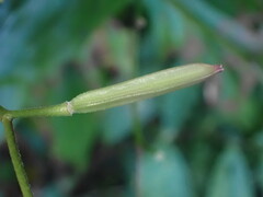Tricyrtis lasiocarpa