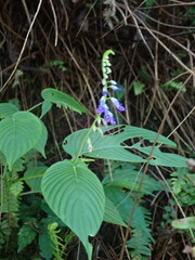 Rhynchoglossum obliquum