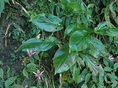 Tricyrtis lasiocarpa
