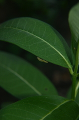 Danaus plexippus plexippus