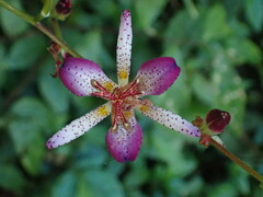 Tricyrtis lasiocarpa