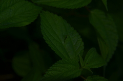 Perilla frutescens