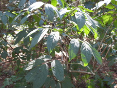 Sambucus racemosa