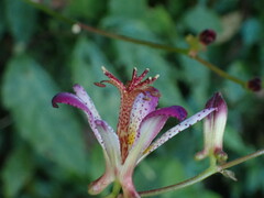 Tricyrtis lasiocarpa