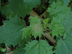 Urtica thunbergiana