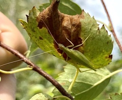 Oecanthus